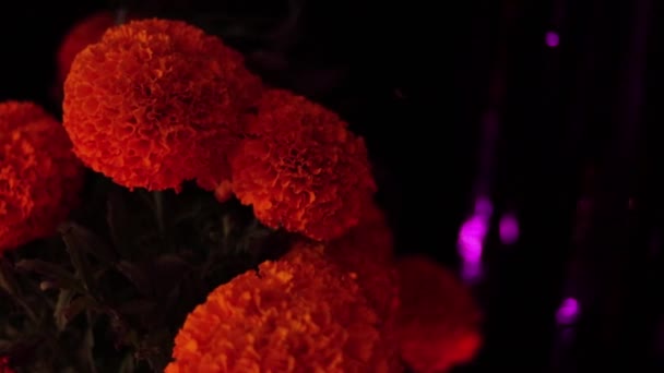 Hari Orang Mati Tradisi Meksiko Budaya Dan Agama Lilin Tengkorak — Stok Video