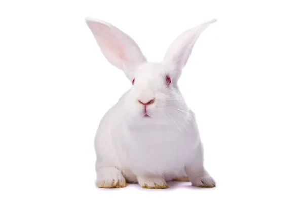 Цікавий молодий білий кролик ізольований на білому тлі — стокове фото