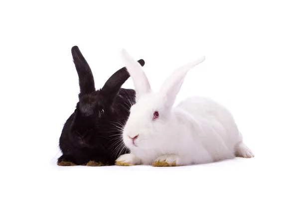 Lapin noir et lapin blanc isolés sur fond blanc — Photo