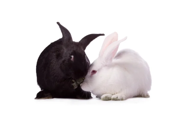 Svart kanin och vit kanin isolerad på vit bakgrund — Stockfoto