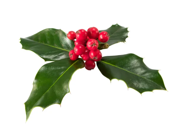 Holly Berry isolated on a white background — Stock Photo, Image