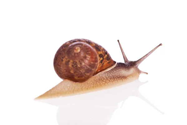 Escargot de jardin (foyer sur la tête) isolé sur un fond blanc — Photo