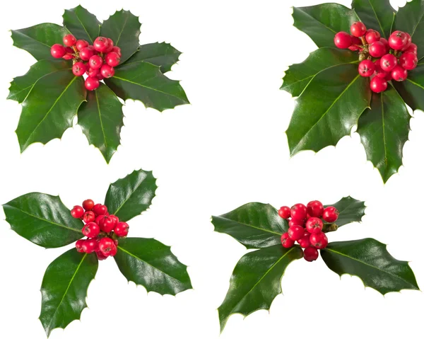 Holly Berry. Higher resolution available for individual images in my portfolio. — Stock Photo, Image