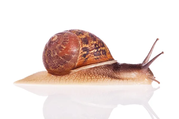 Escargot de jardin isolé sur fond blanc — Photo