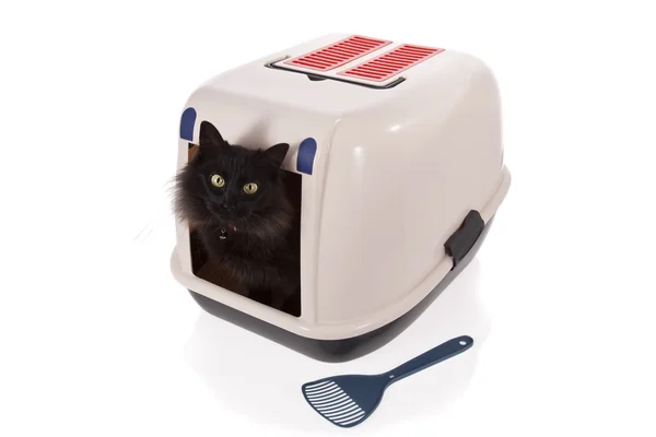흰색 배경에 고립 된 닫힌된 잡동사니 상자를 사용 하 여 고양이 — 스톡 사진