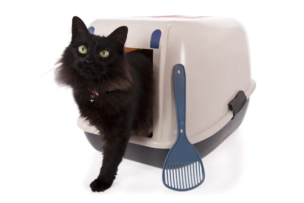 Кіт використовує закриту коробку для сміття ізольовано на білому тлі — стокове фото
