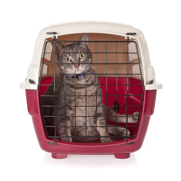 Beyaz arka plan üzerinde izole pet carrier içinde kapalı kedi — Stok fotoğraf