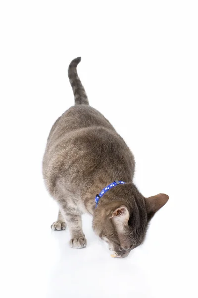 Tabby gato alimentação isolada no fundo branco — Fotografia de Stock