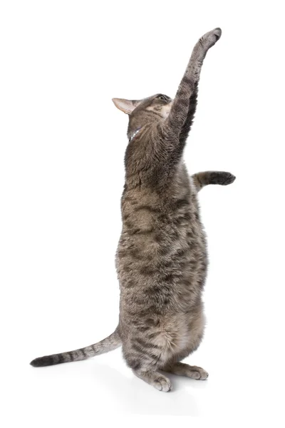 Playful obese tabby cat isolated on white background. — Stock Photo, Image