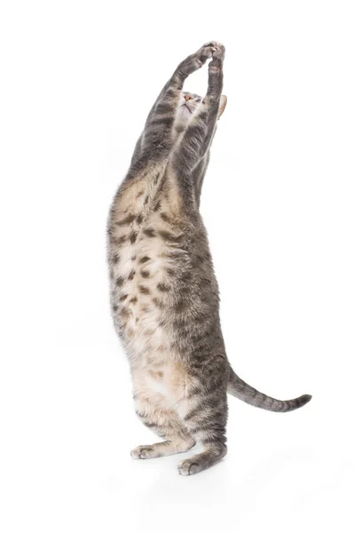 Παιχνιδιάρικο παχύσαρκα τιγρέ γάτα που απομονώνονται σε λευκό φόντο. — Φωτογραφία Αρχείου