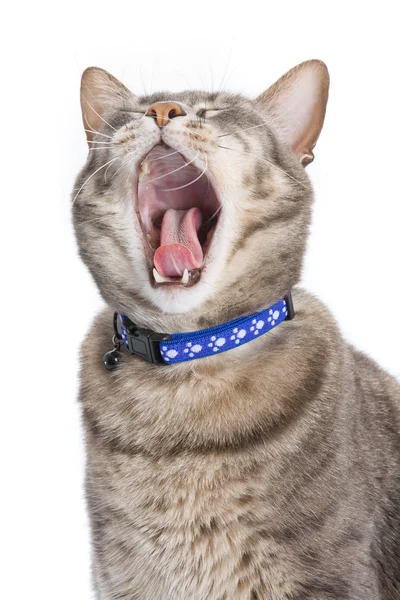 Katze gähnt. auch nützlich zum Brüllen oder Lachen — Stockfoto