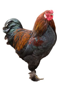 Proud cock with beautiful colors clipart