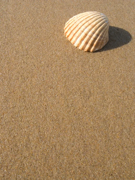 Cáscara de mar sobre arena mojada. naturaleza abstracta fondo —  Fotos de Stock