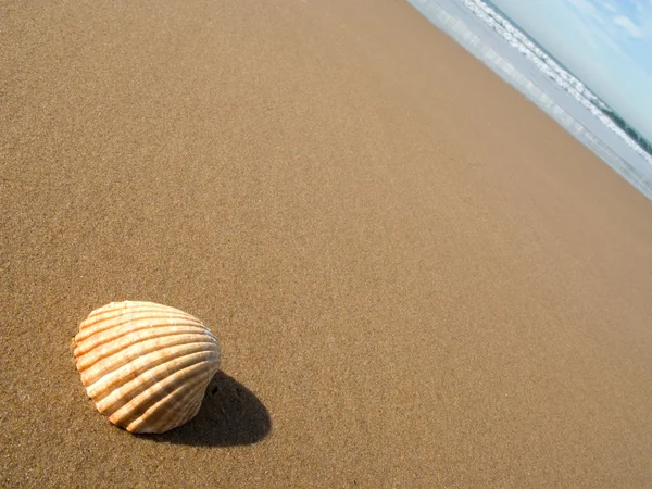 Seashell på våt sand. abstrakt natur bakgrund — Stockfoto
