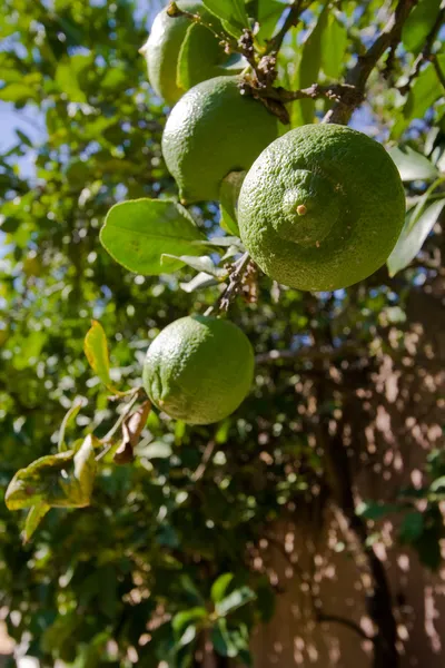 Grüne Zitronen auf dem Baum — Stockfoto