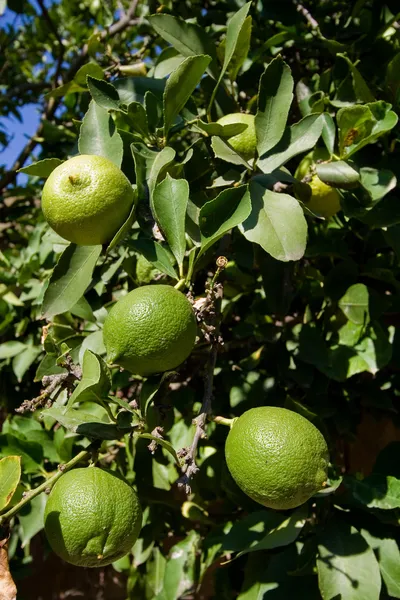 Grüne Zitronen auf dem Baum — Stockfoto