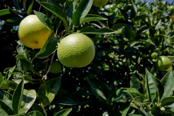 Grüne Orangen hängen an Orangenbaum im Obstgarten — Stockfoto