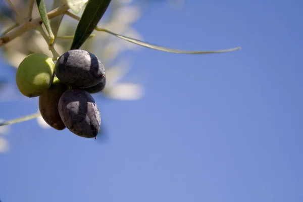 Mehrere reife Oliven hängen am Olivenbaum — Stockfoto