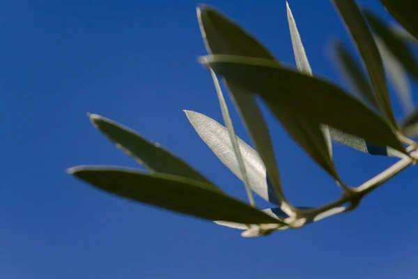 Detail des Olivenbaumzweiges mit geringer Schärfentiefe — Stockfoto