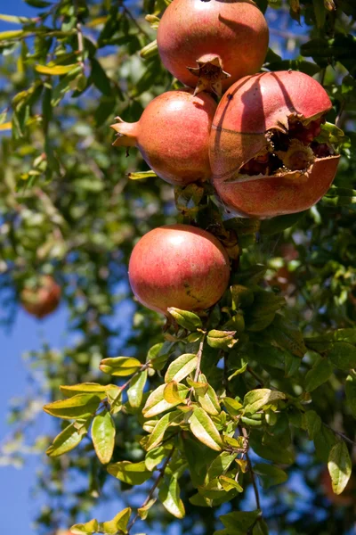 Reife Granatäpfel hängen am Baum — Stockfoto