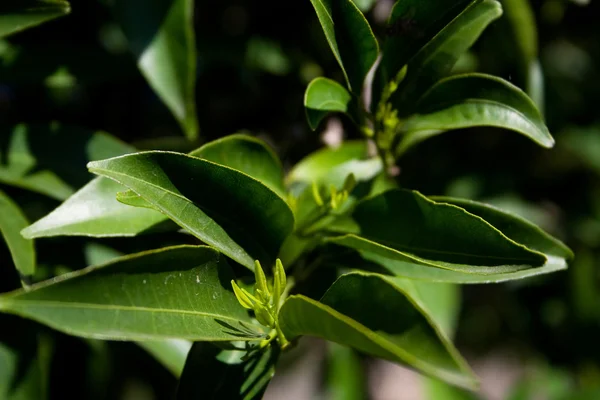 Mandarinenzweig und Blätter — Stockfoto