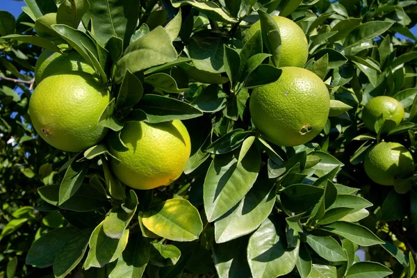 Grüne Orangen hängen an Orangenbaum im Obstgarten — Stockfoto