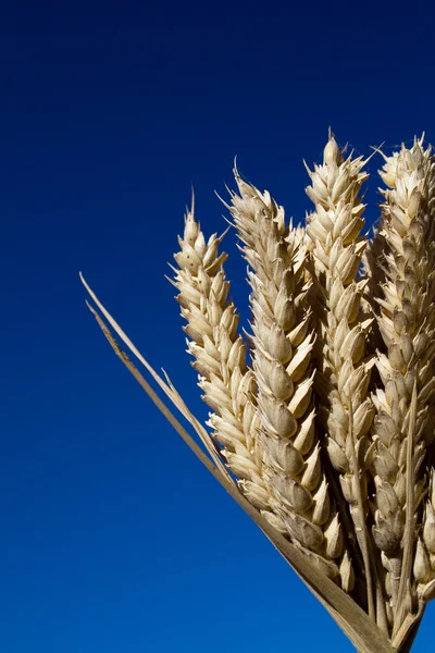 Група стиглих вух пшениці на блакитне небо — стокове фото