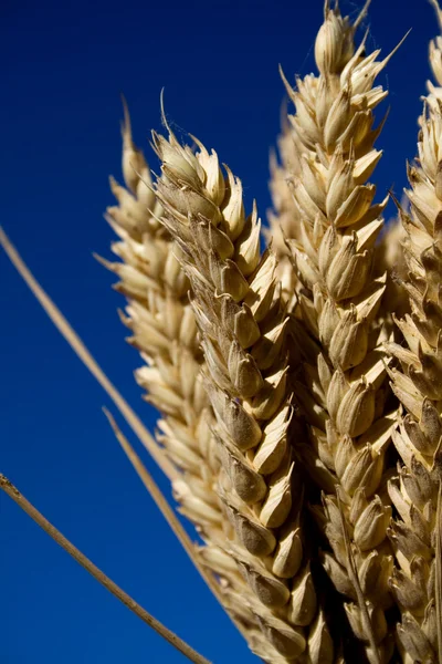 Група стиглих вух пшениці на блакитне небо — стокове фото