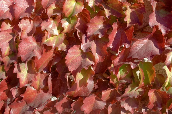 Boston-Efeu mit roten Blättern im Herbst. Hintergrundbild. — Stockfoto