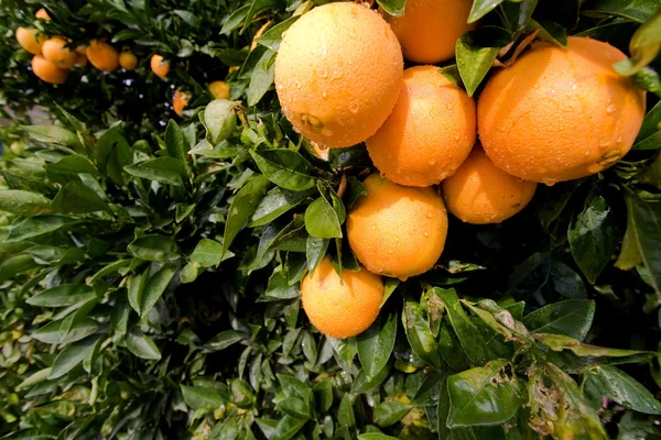 Schöne reife Orangen, die an einem Orangenbaum in einem Obstgarten hängen — Stockfoto