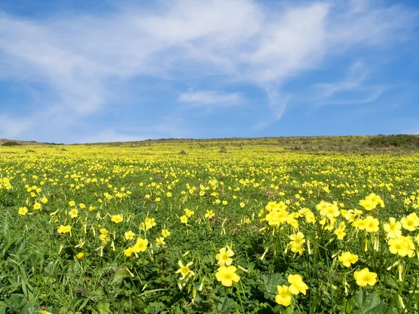 Pradera llena de flores amarillas en primavera —  Fotos de Stock