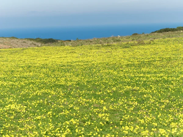 Wiese gefüllt mit gelben Blumen im Frühling — Stockfoto