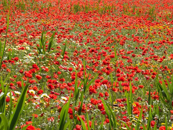 Amapolas rojas brillantes en el campo — Foto de Stock
