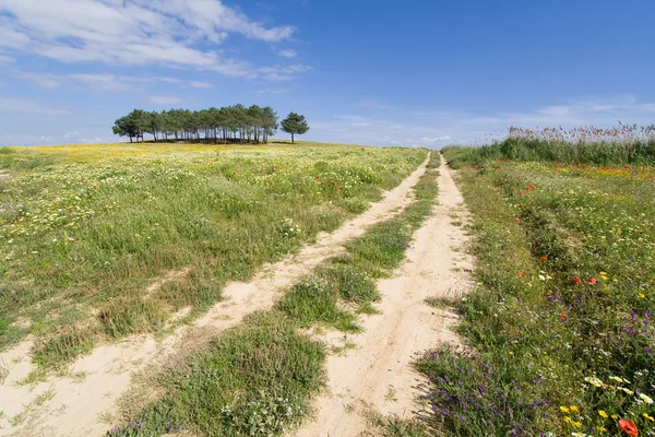 Track in a spring landscape at Alentejo, Portugal. — Stock Photo, Image