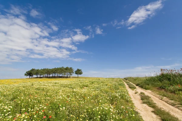 Track in a spring landscape at Alentejo, Portugal. — Stock Photo, Image