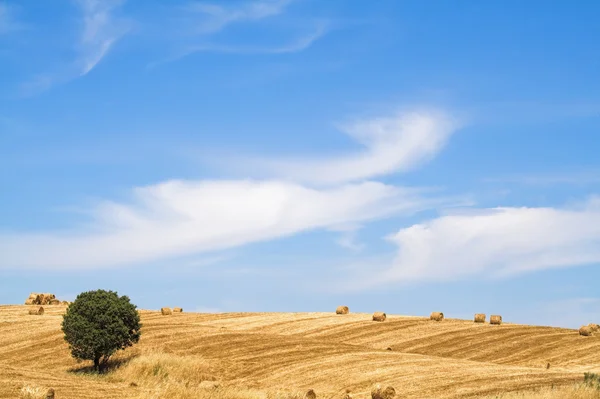 Typical Mediterranean landscape from Alentejo (Portugal), very similar to Tuscany (Italy) — Stock Photo, Image