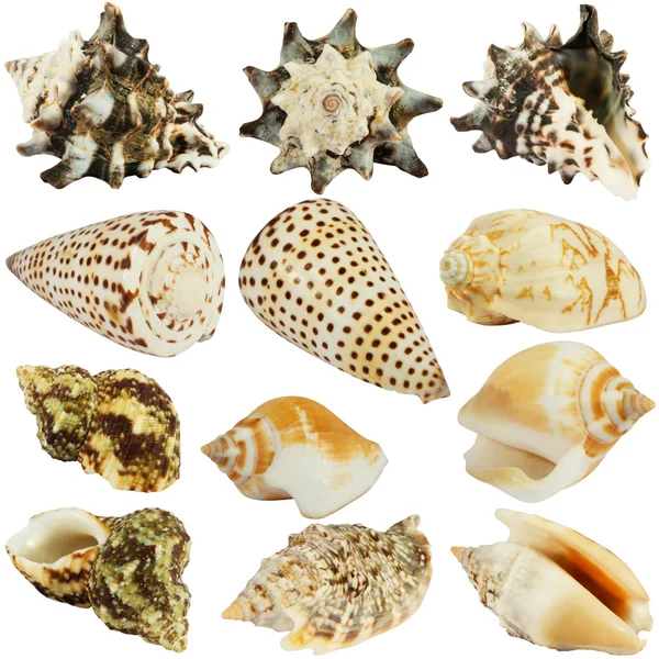 Seashells collection isolated on white — Stock Photo, Image