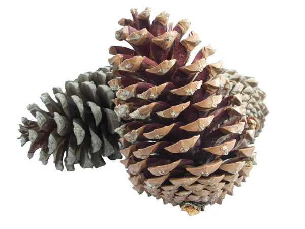 Pine cones isolated over white — Stock Photo, Image