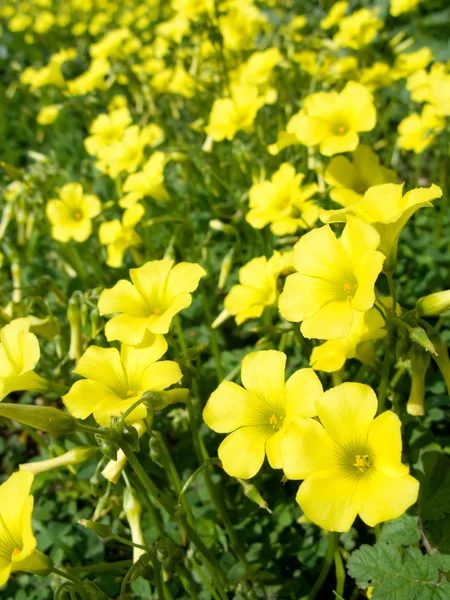 Žluté květy (oxalis pes-caprae) v louce. invazivní druhy. — Stock fotografie