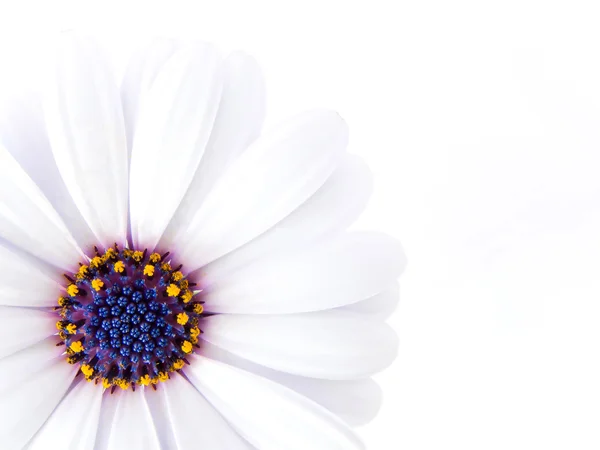 High Key photo of a marigold — Stock Photo, Image