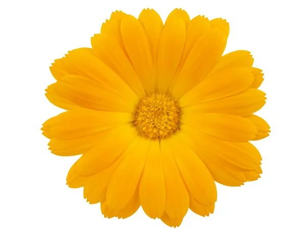View of a yellow marigold isolated on white — Stock Photo, Image