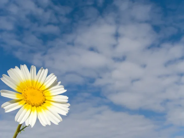 White and yellow daisy against a cloudy sky — Stock Photo, Image