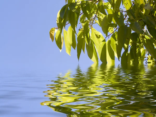 Blätter berühren und reflektieren im Wasser — Stockfoto