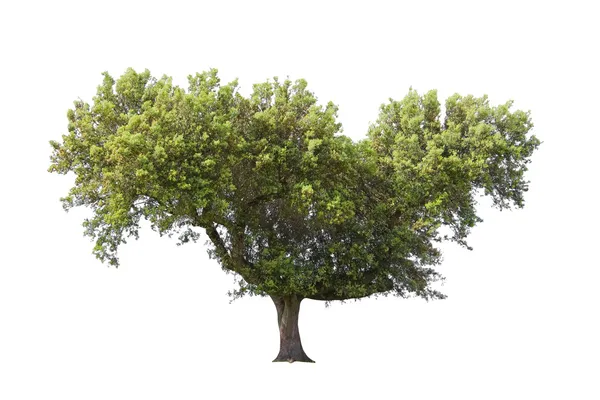 Holm oak isolated on white background — Stock Photo, Image