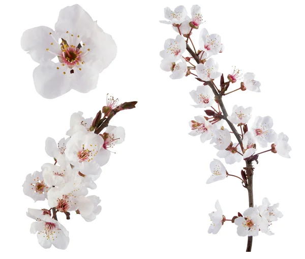 Plum-tree flowers. Design elements isolated on white. — Stock Photo, Image