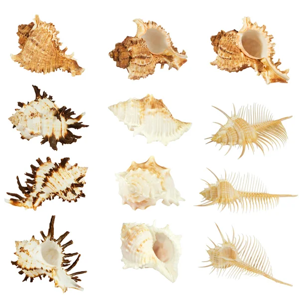 Seashells collection isolated on white — Stock Photo, Image