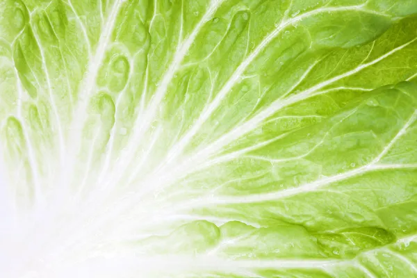 Detalhe macro de uma folha de alface madura — Fotografia de Stock