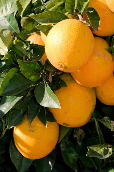 Schöne reife Orangen, die an einem Orangenbaum in einem Obstgarten hängen — Stockfoto