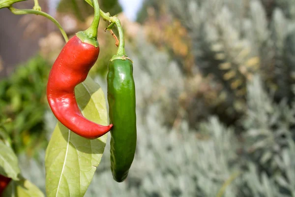Couple Chili Peppers hanging in the bush outdoors — Stock Photo, Image