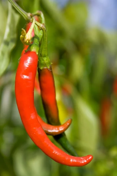 Couple Chili Peppers hanging in the bush outdoors — Stock Photo, Image